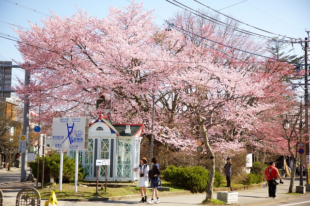 桜が咲きました Cherry blossoms are blooming｜長野県 旧軽井沢 つるや旅館｜軽井沢の老舗旅館